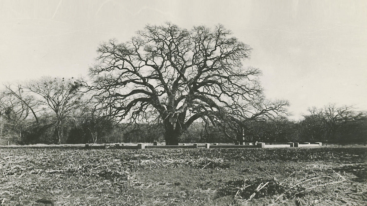 Hooker Oak Tree